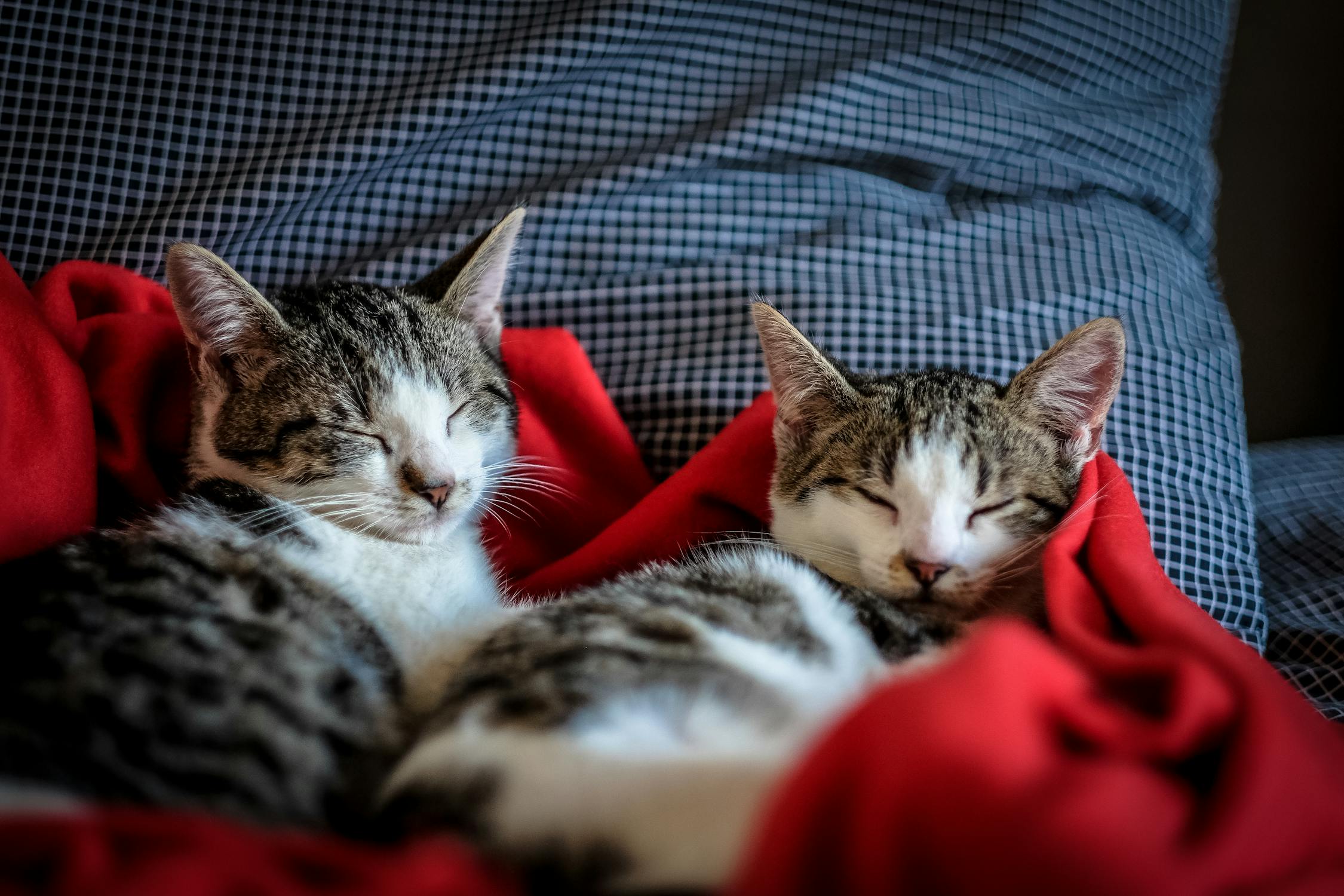 Katte ormekur