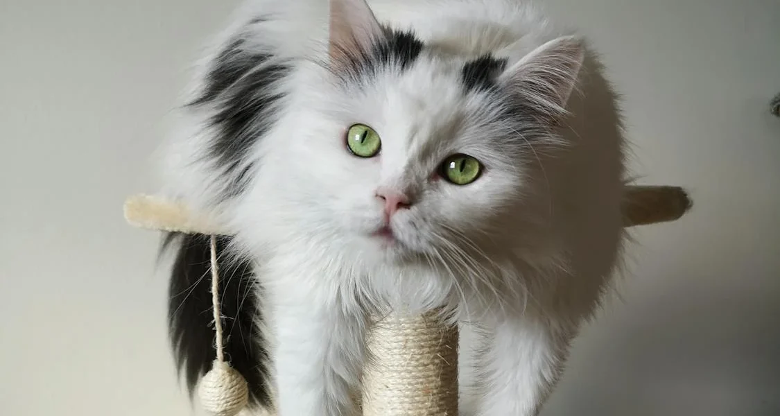 Kradsetræer til katte