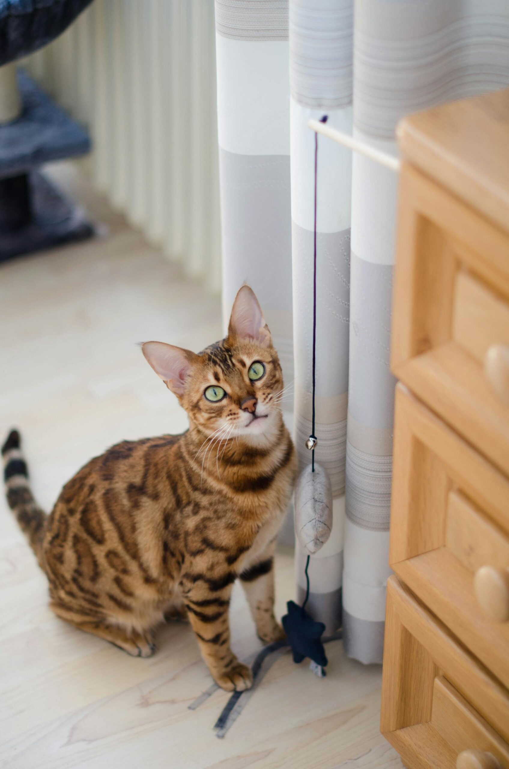 Bengal Katte